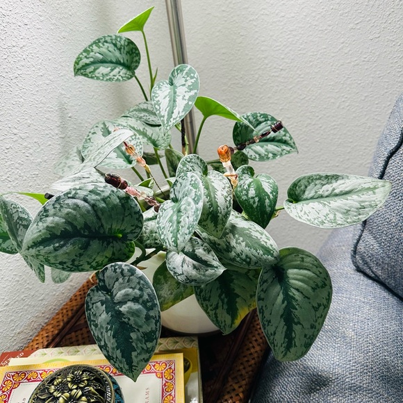 4 Plants Decorations. Beads Plants Unique Decorations. Handmade. Order your set! - Picture 6 of 13